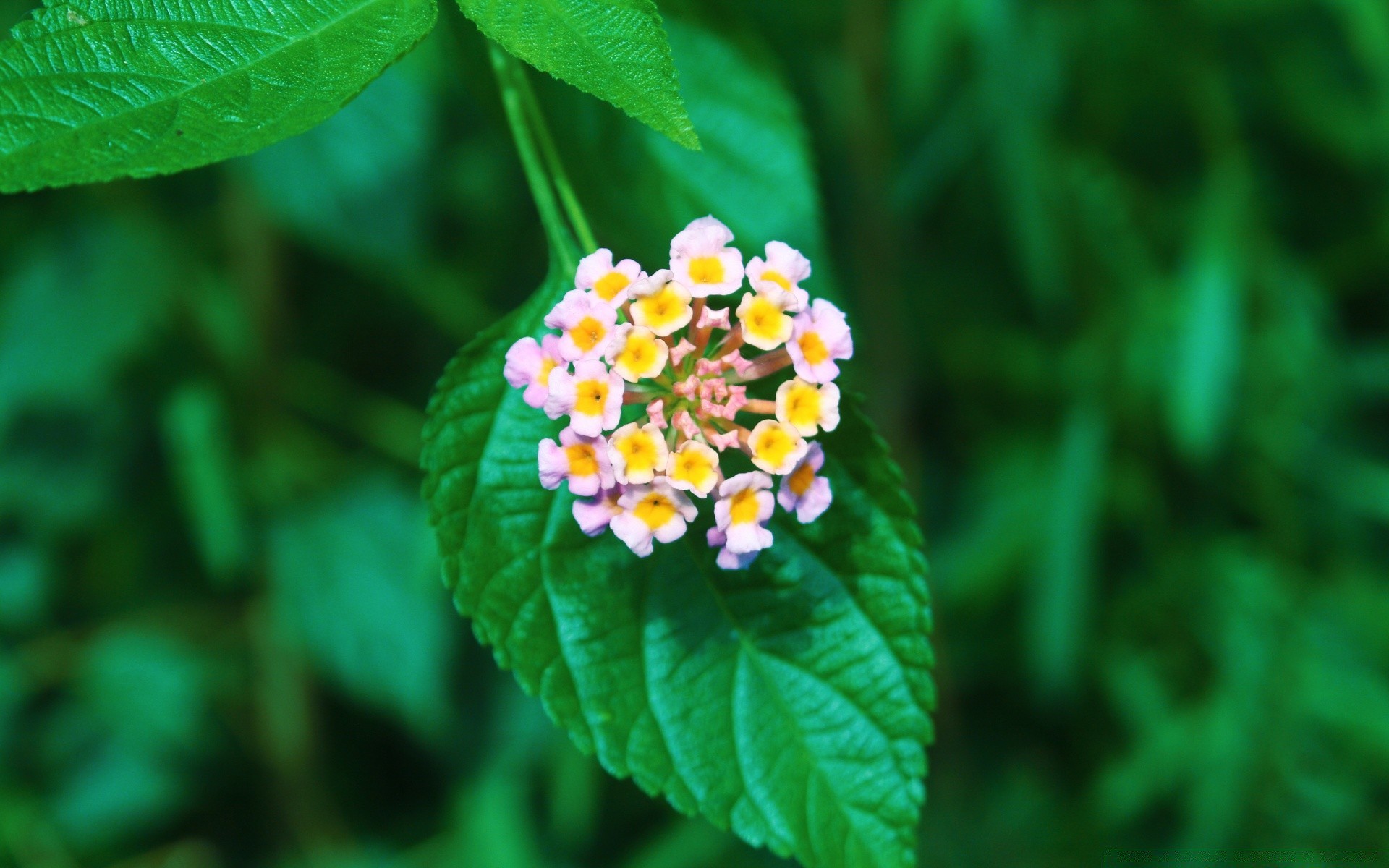 flowers nature leaf flora summer bright flower growth garden outdoors close-up color