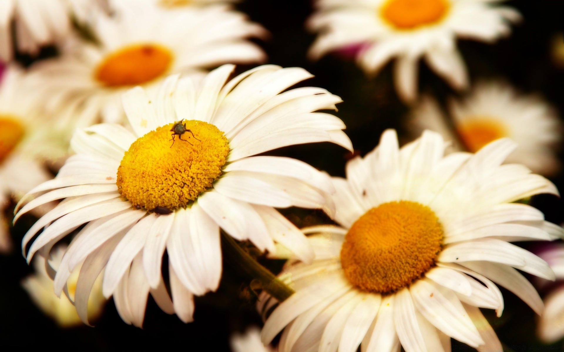 flowers nature flower flora summer garden petal color bright beautiful blooming floral leaf season close-up chamomile