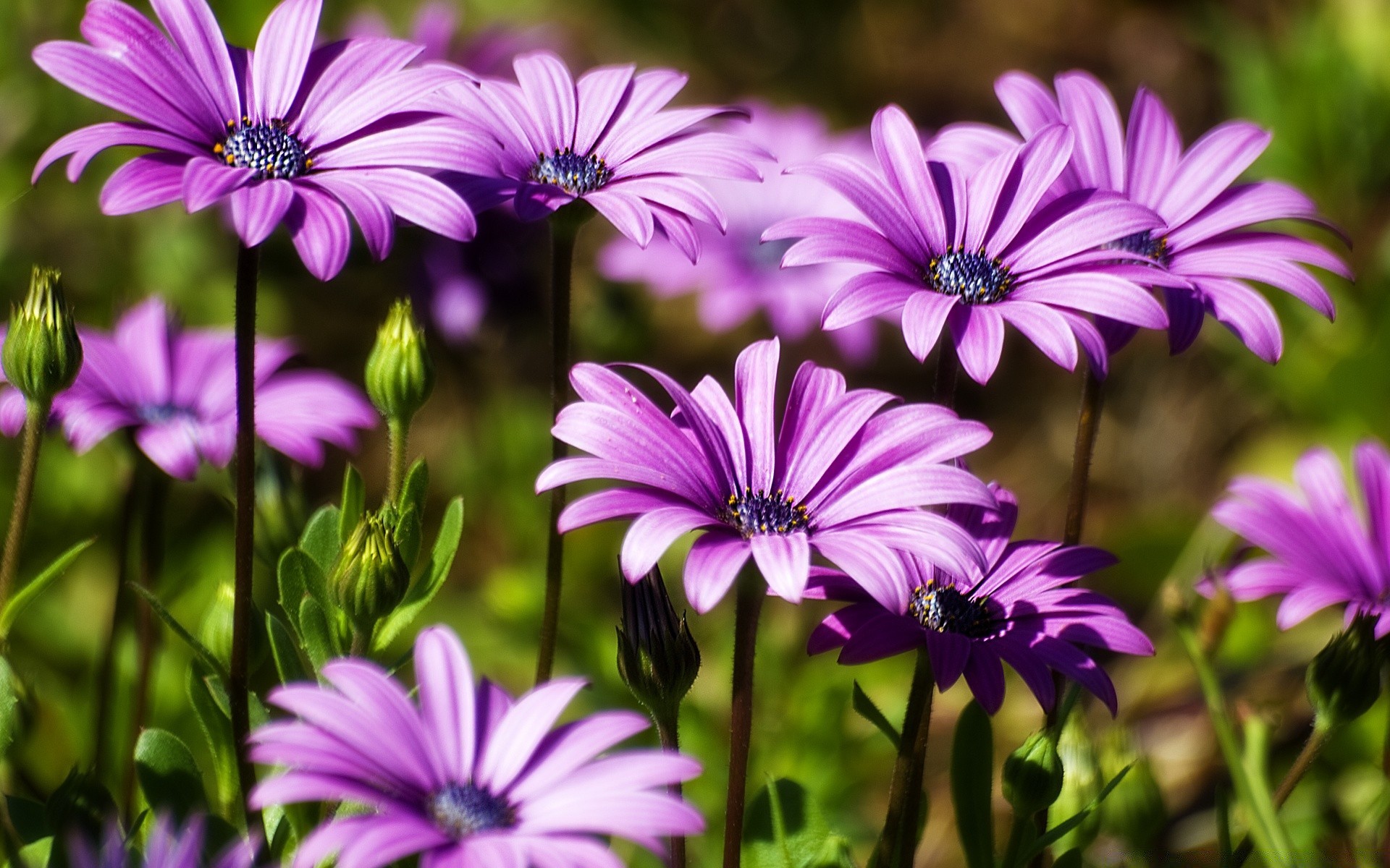 fleurs fleur flore nature jardin bluming floral pétale été couleur feuille croissance