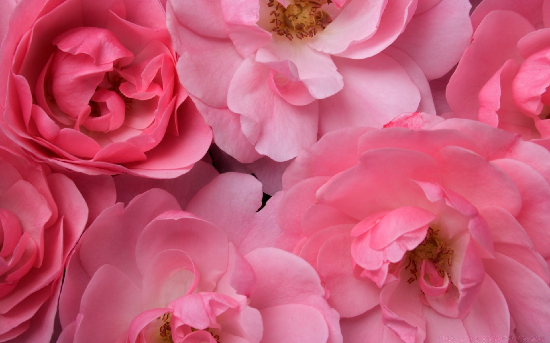 flowers flower love romance rose petal floral flora nature blooming romantic leaf bouquet summer wedding gift bright beautiful