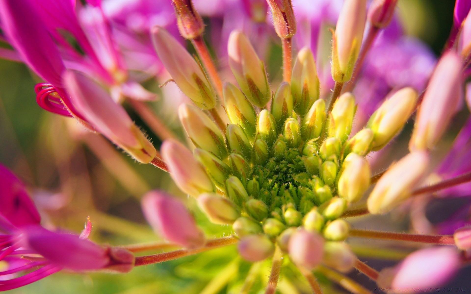 çiçekler doğa çiçek flora bahçe petal yaz çiçek açan çiçek renk yakın çekim parlak yaprak güzel vahşi çok yıllık açık havada alan büyüme park