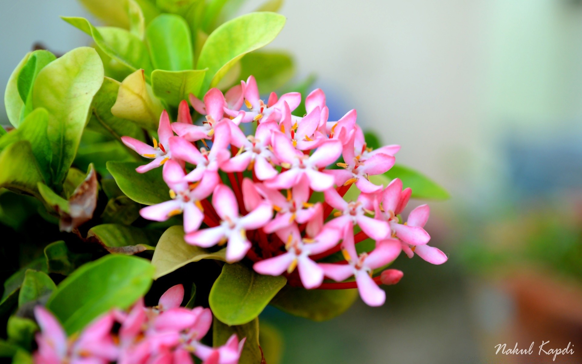 çiçekler doğa yaprak çiçek flora çiçek bahçe yaz yakın çekim çiçek açan petal parlak renk güzel