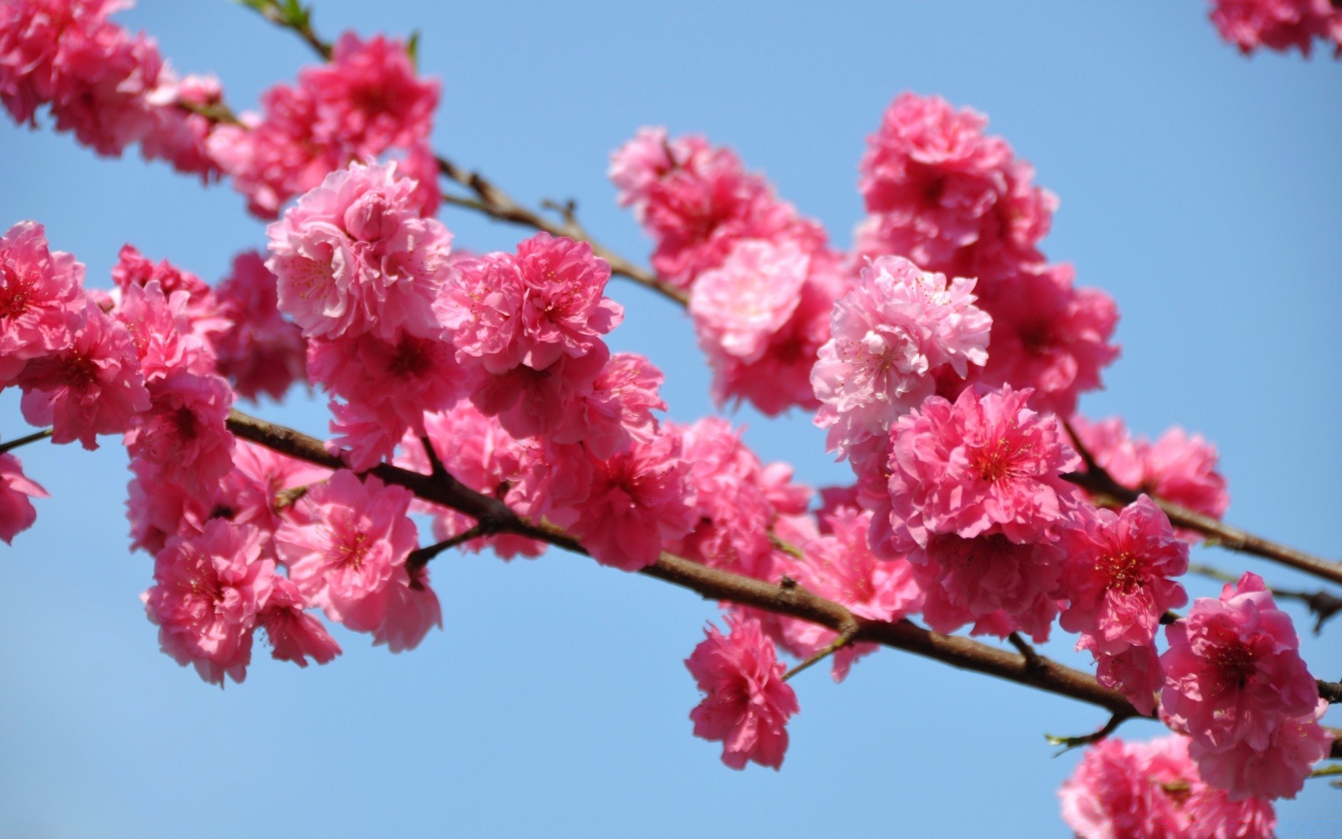 blumen blume kirsche zweig blühen baum flora natur garten blütenblatt saison kumpel hell schließen wachstum blumen frühling farbe im freien sanft