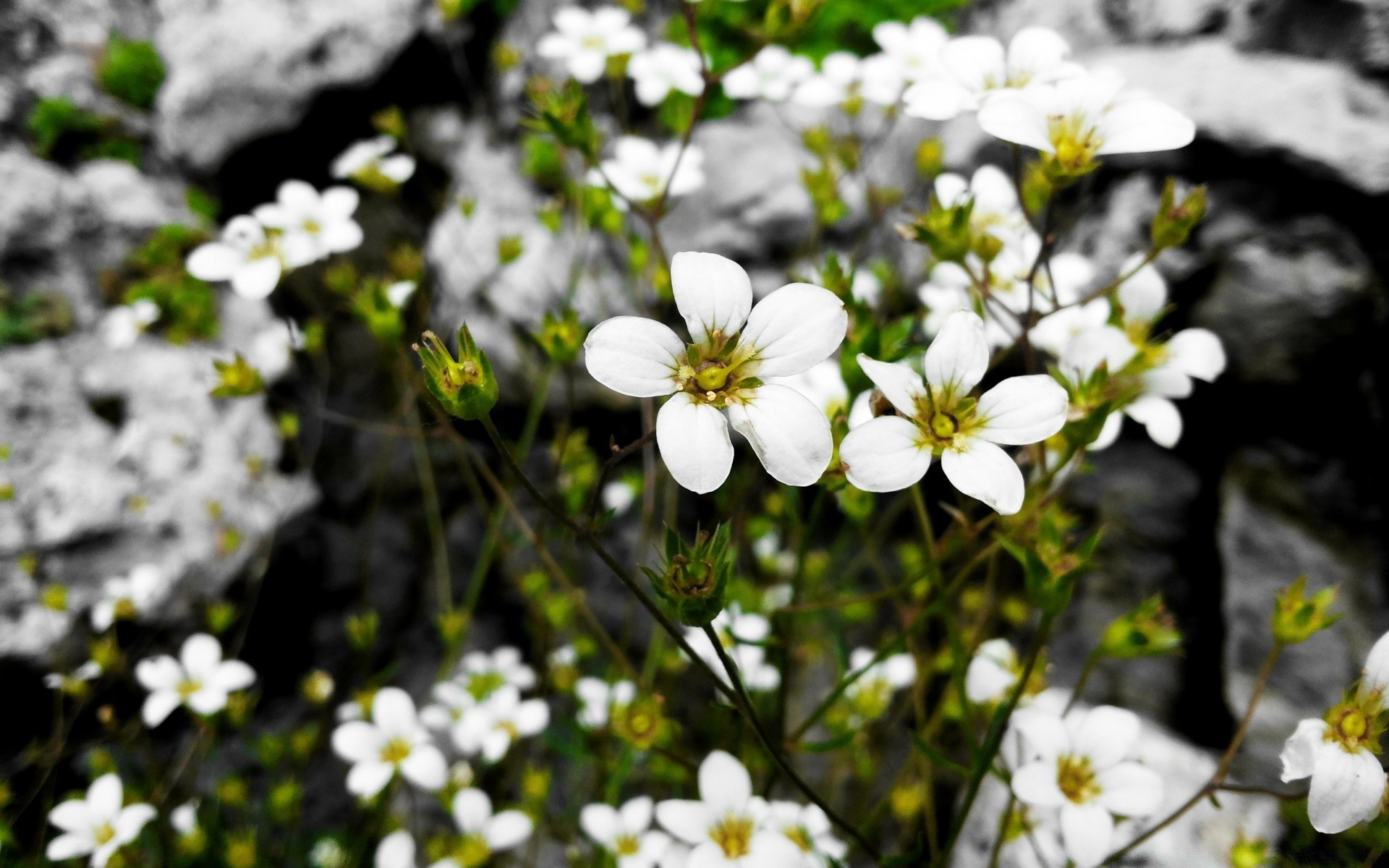 flowers flower nature blooming flora garden petal summer leaf floral outdoors fair weather season grass park sun bright color