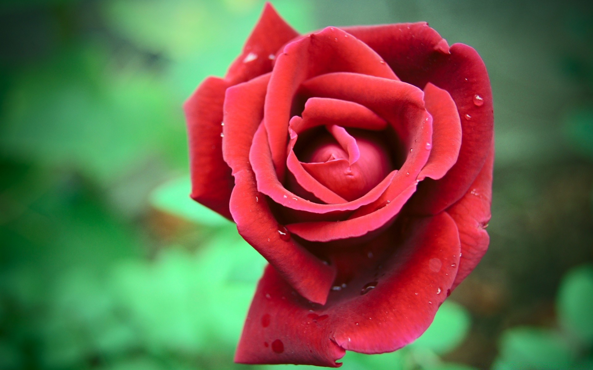 flowers rose flower petal nature love blooming garden romance floral flora beautiful leaf summer