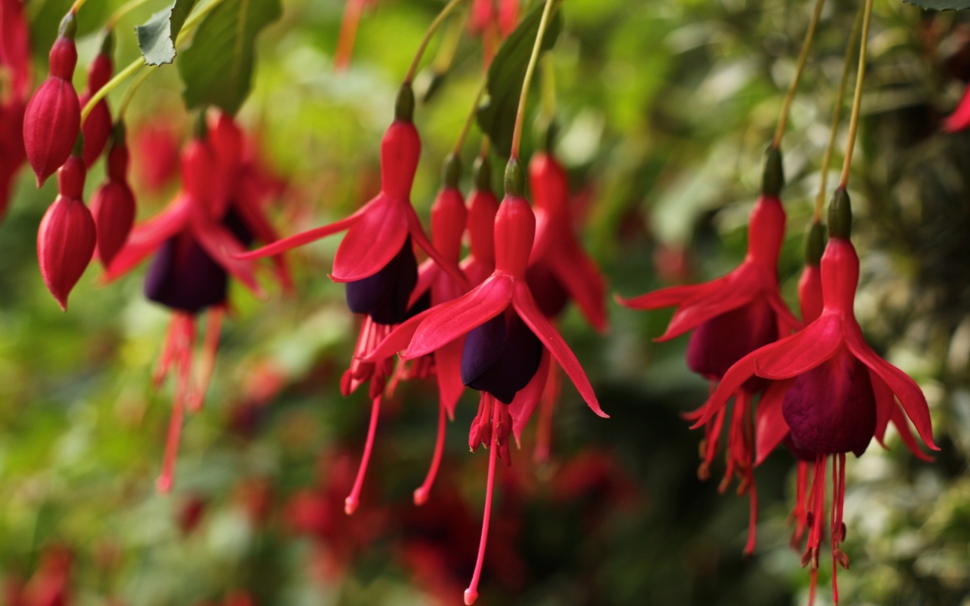 kwiaty natura kwiat na zewnątrz ogród flora liść kolor drzewo dziki lato wzrost zbliżenie piękne