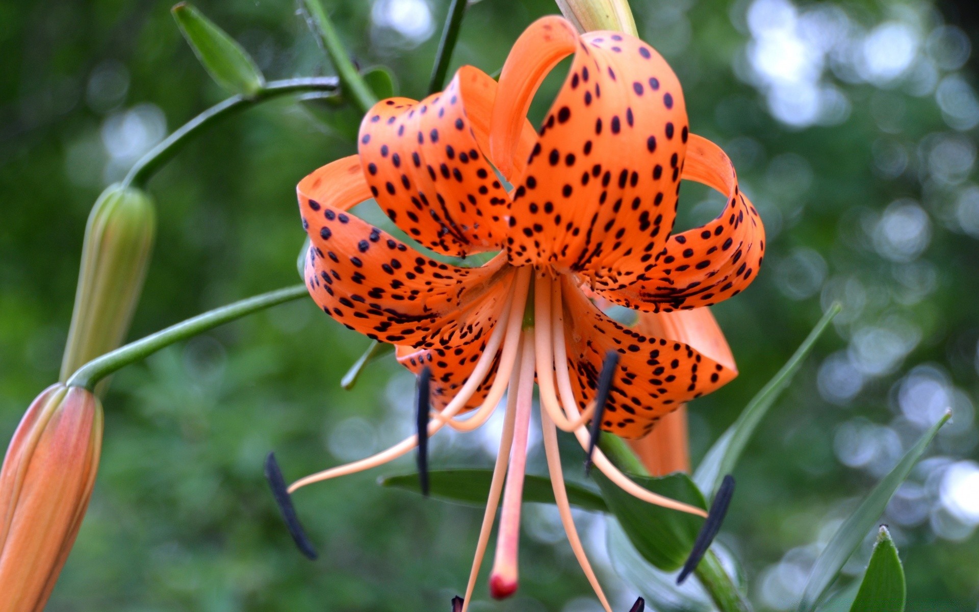 blumen natur blume flora blatt garten sommer farbe schön schließen blumen blühen