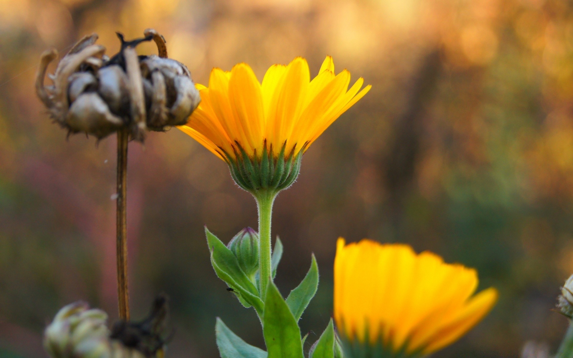 kwiaty natura kwiat flora lato na zewnątrz pszczoła owad ogród liść zbliżenie