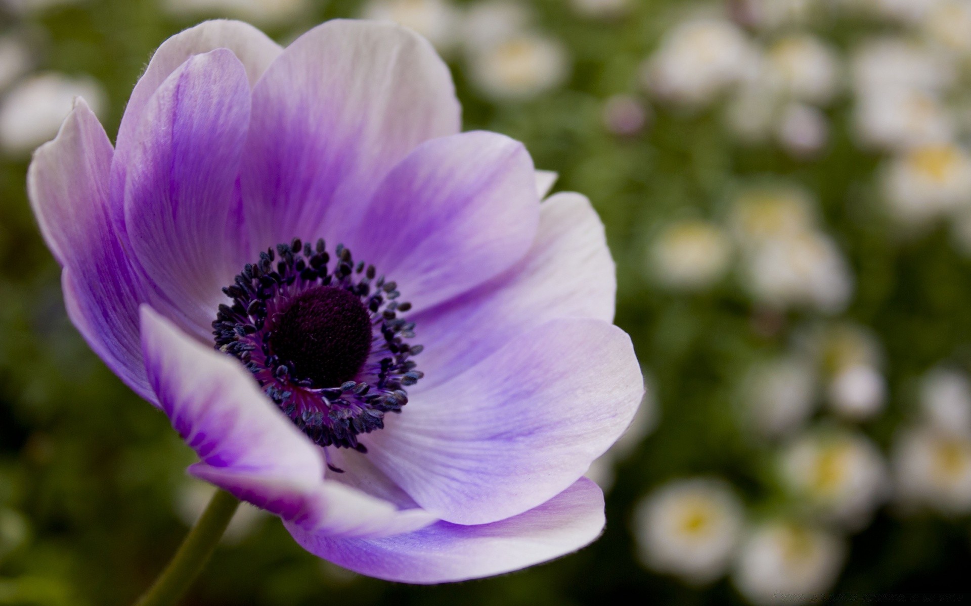 fleurs fleur nature flore été jardin feuille couleur bluming floral lumineux pétale belle croissance gros plan botanique saison à l extérieur violet