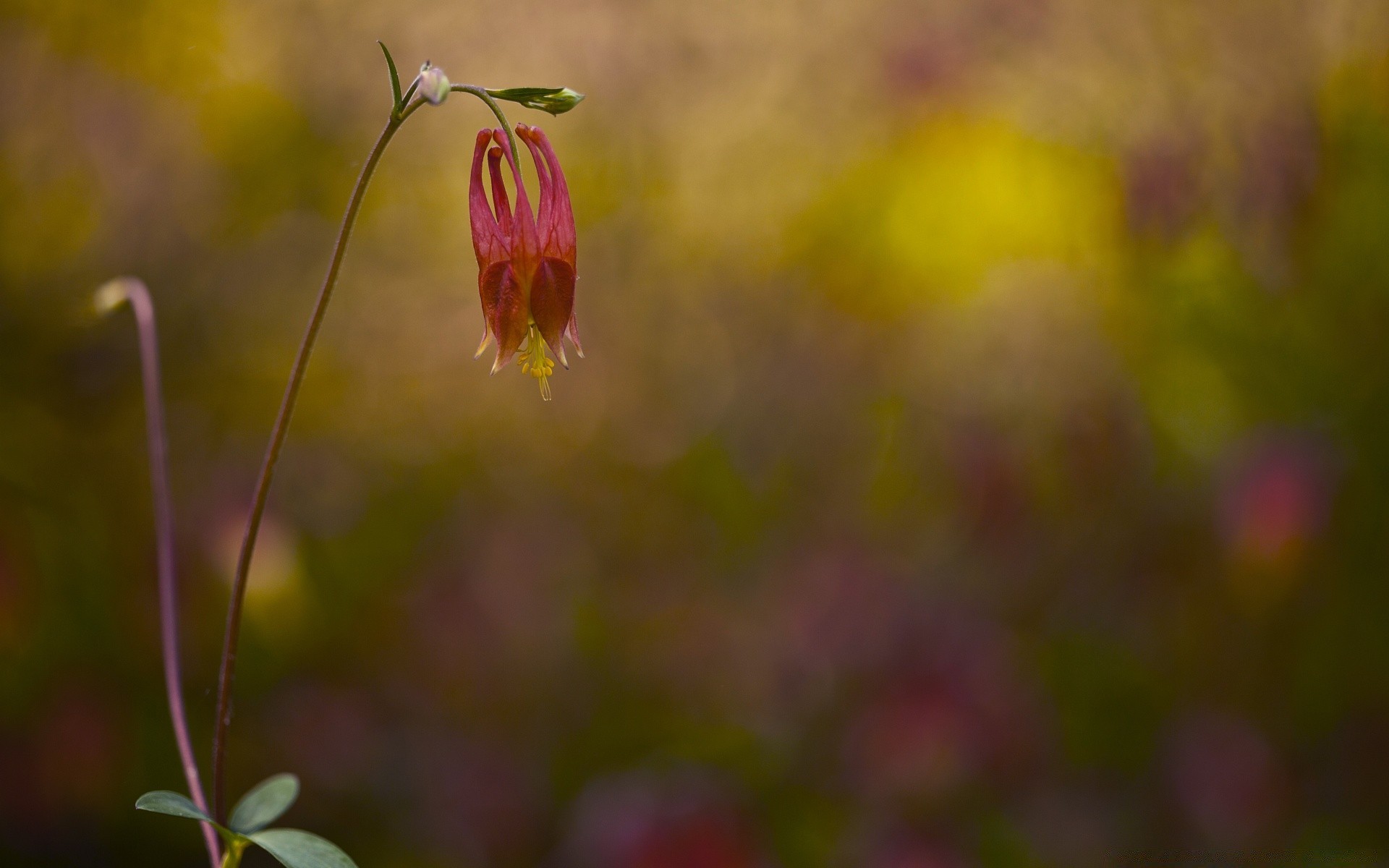 çiçekler çiçek doğa açık havada flora yaprak yaz bahçe çimen bulanıklık büyüme parlak renk güzel hava alan