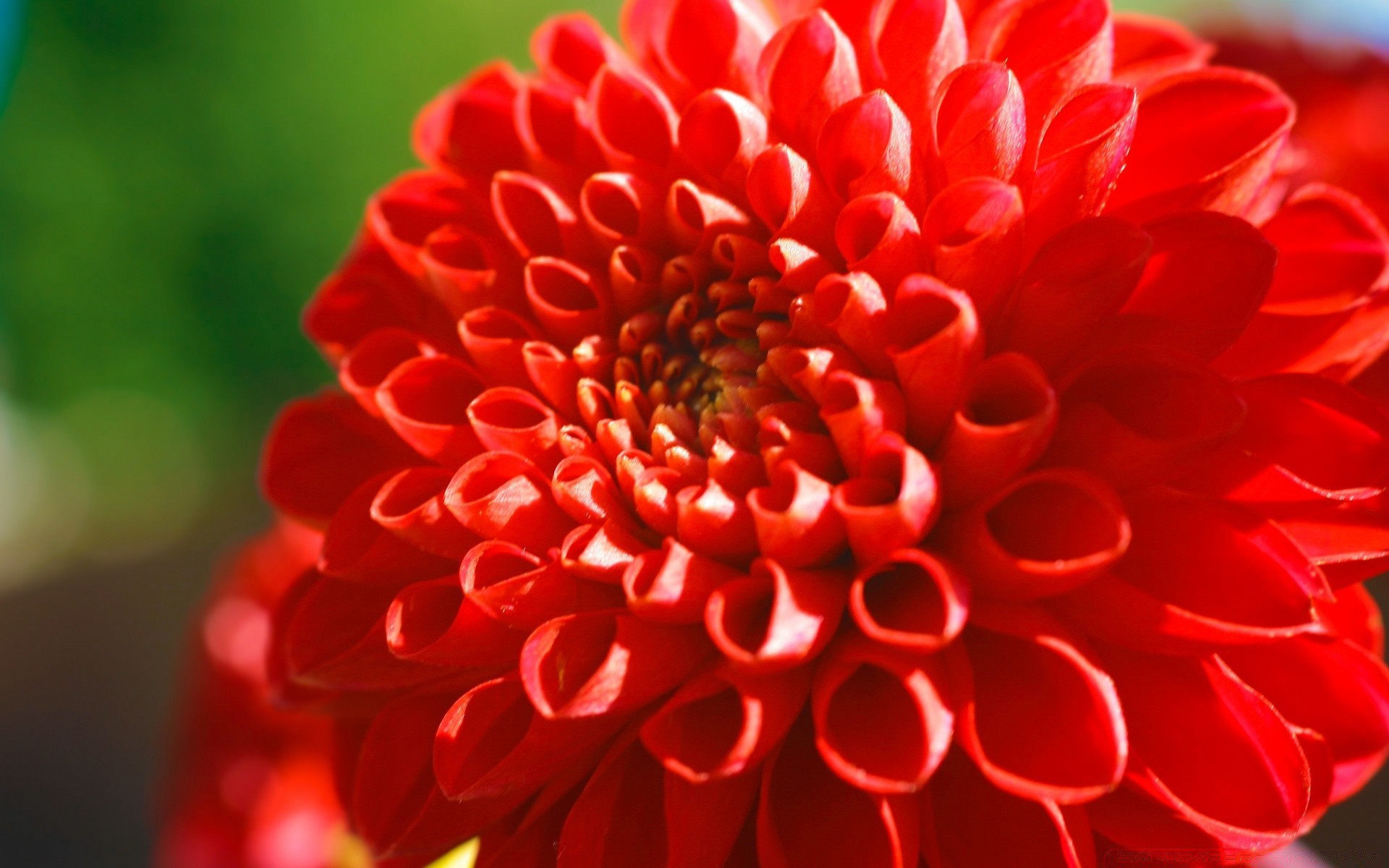 fleurs nature fleur flore couleur été pétale dahlia lumineux gros plan belle floral jardin bluming bureau