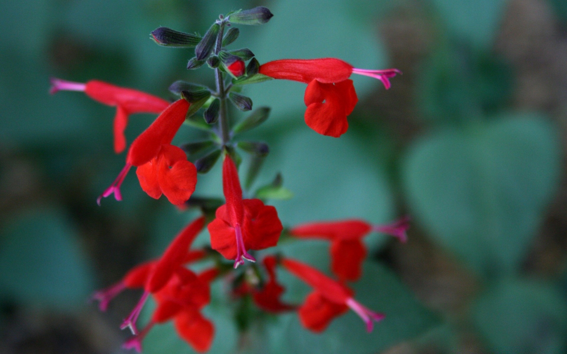 flowers flower nature flora garden leaf outdoors blooming summer floral