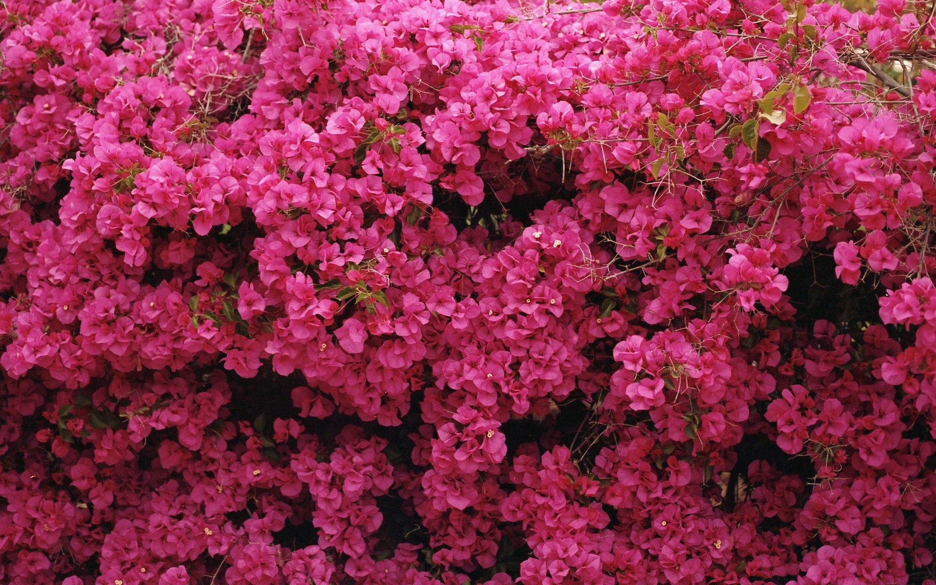 花 花 植物 花园 盛开 自然 生长 灌木 花 明亮 季节 花瓣 叶 夏天 颜色 装饰 杜鹃花 明亮