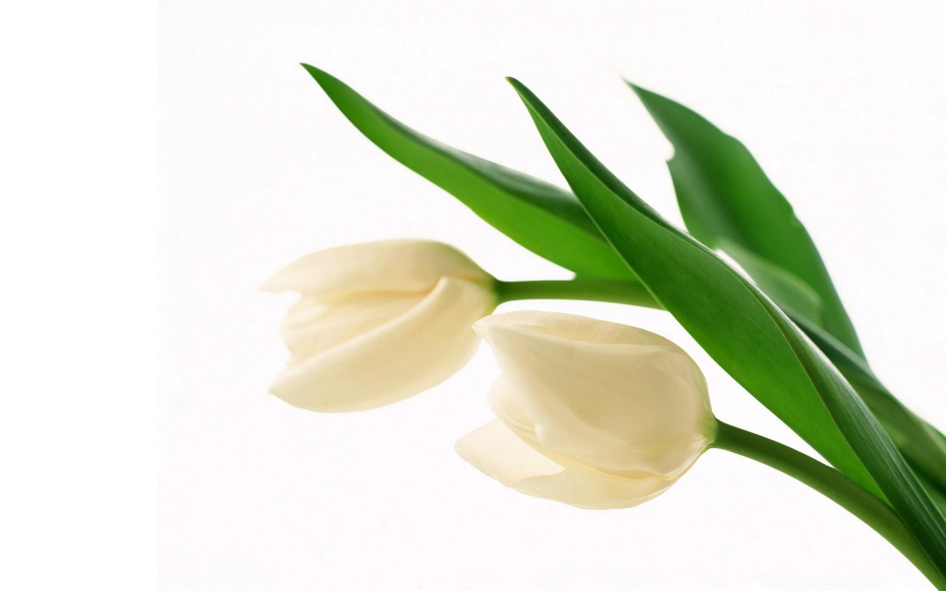 flowers leaf flora nature isolated flower desktop easter tulip close-up