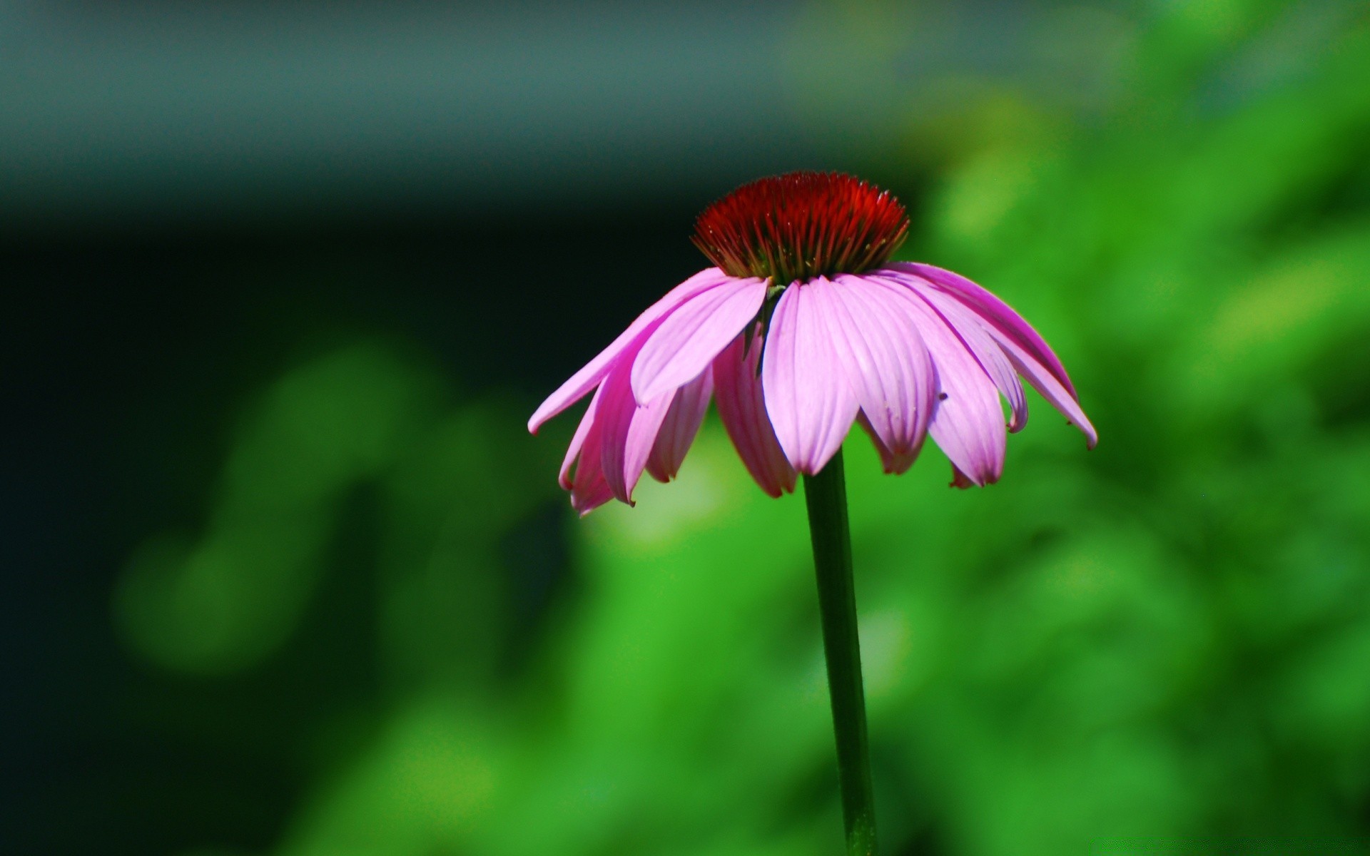 çiçekler doğa yaz çiçek flora yaprak açık havada