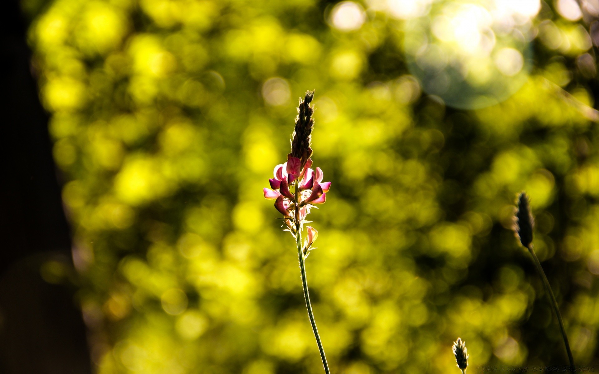 kwiaty kwiat natura flora ogród liść lato jasny kolor wzrost sezon drzewo park na zewnątrz dobra pogoda