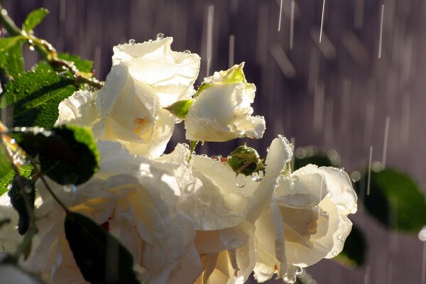 Ein Busch weißer Rosen im Dorf