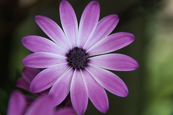 Fleur avec des pétales violets. Fond flou