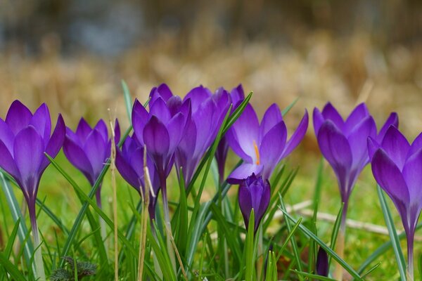 Hermosas flores púrpuras en la naturaleza