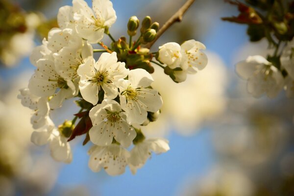 Blühender Baum im Frühling mit weißen Blüten