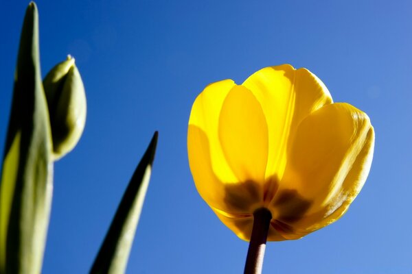 Gelbe Tulpen Trennungsbote