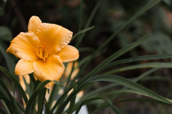 Warm cozy bright flower