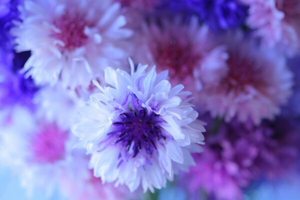 Fundo azul. Lindas flores azuis