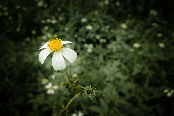 White chamomile with fallen petals