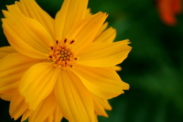 Helle gelbe Blume auf grünem Hintergrund