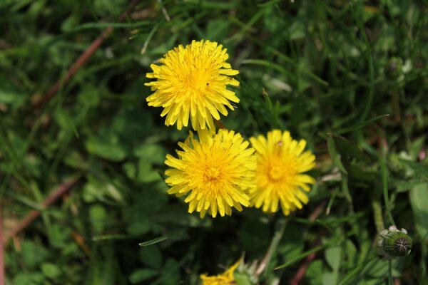 Dandelions in nature on the grass close-up