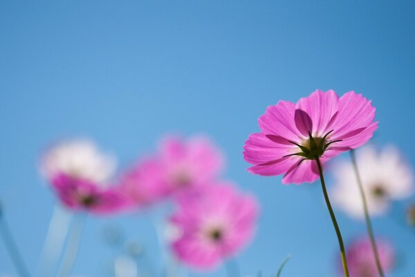 Pink flower on a blue sky background