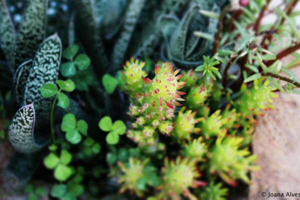 Plants close up green