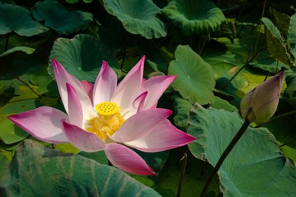 Yapraklarda pembe çiçekli lotus