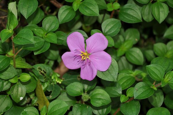 Rosa Blume auf grünem Blatthintergrund