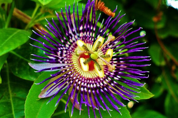 A cinereous flower with a yellow center