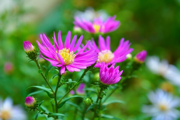 Asters y margaritas en un claro verde