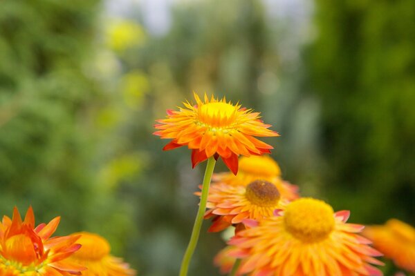 nature vivante . Champ de calendula