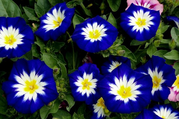 die belebte Natur. Mehrfarbige Farbgebung von Blumen