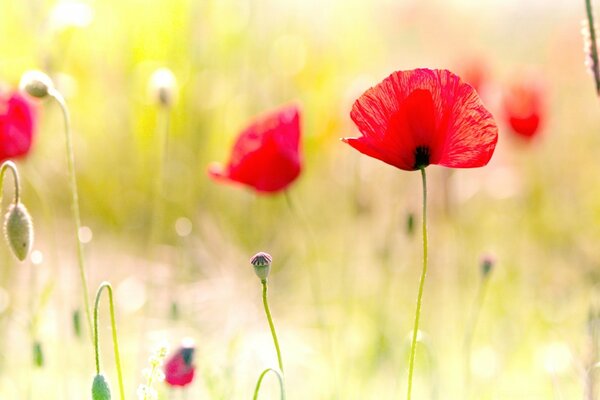 Red poppy flowers in the field