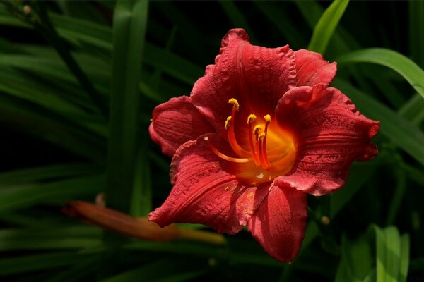 Scarlet, velvet and large flower