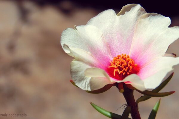 die belebte Natur. Weiße Blume