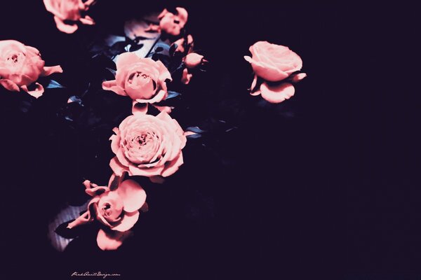 Roses roses sur fond sombre