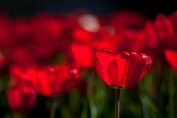 Pole czerwonych tulipanów Flora