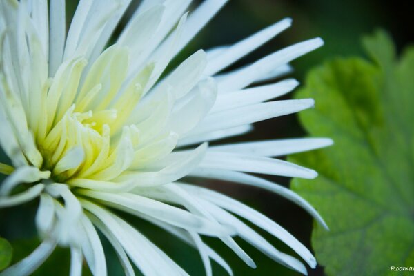 White flowers with thin petals