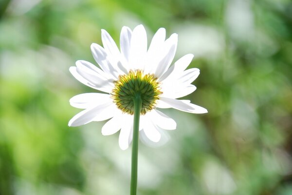 Camomille sur fond flou. Nature