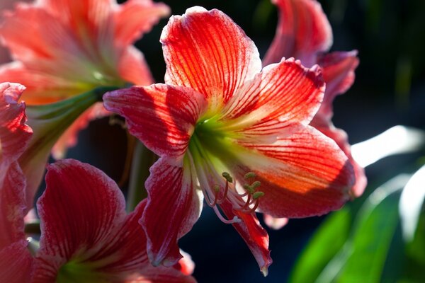 Red lilies in the sun