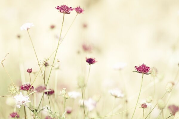 Wildflowers are blooming in the meadow