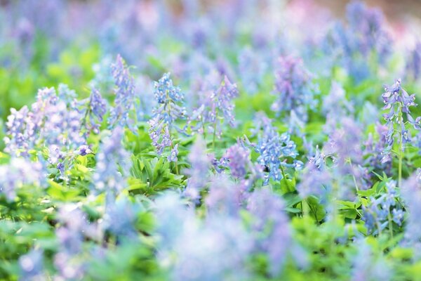 Fleurs sauvages fleurissent dans le champ