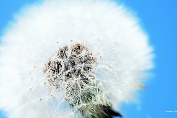 Fluffy white dandelion on the sky background