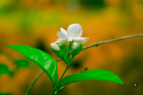 Schöne Blume mit schönen Blättern